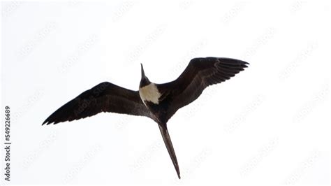 Female Magnificent Frigatebird Fregata Magnificens In Flight In