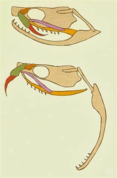 Life is short, but snakes are long: Basics of Snake Fangs