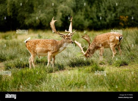 New Forest Fallow Deer England Stock Photo Alamy