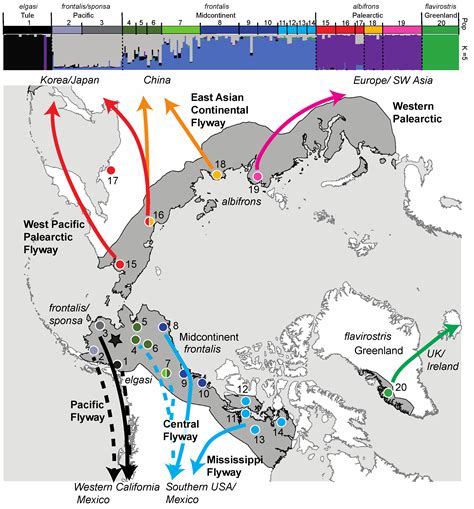 Geese Migration Patterns