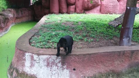 Nehru Zoological Park Hyderabad: Find Zoo Park Hyderabad Timings ...