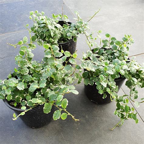 Ficus Frosty | Fine Trailing Plant with Variegated Leaves - plantandpot.nz