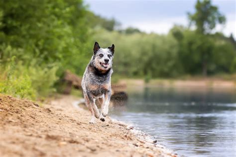 Ablauf Eines Hundefotoshootings Bei Coopergrafie Coopergrafie