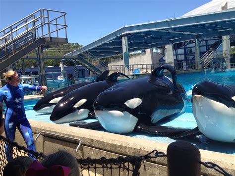 Seaworld Killer Whale Deep Gren Aygel