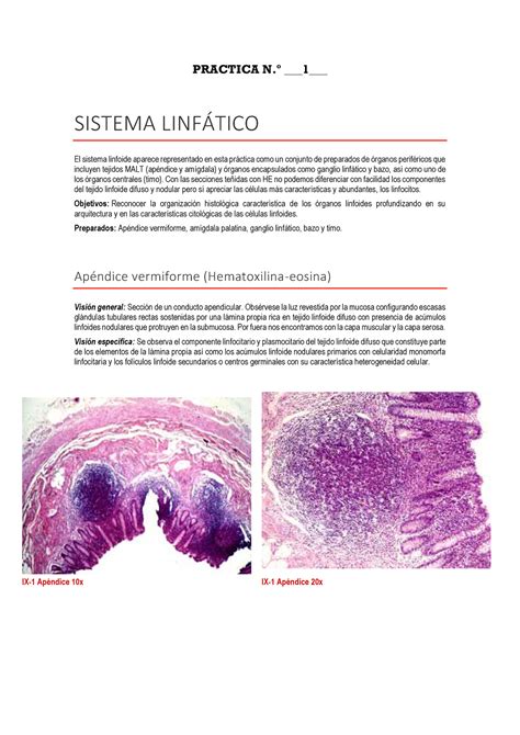 Atlas Sistema Linfatico Histo PRACTICA N 1 SISTEMA LINFTICO El