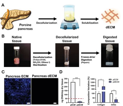 Decellularization And Characterization Of Porcine Pancreatic Tissue A