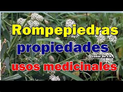 Rompepiedras Y Sus Propiedades Usos Medicinales YouTube