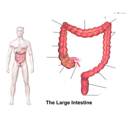 Large Intestine Diagram Quizlet