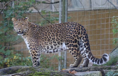 Amur Leopard Chinesischer Leopard Panthera Pardus Japonensis Tierpark