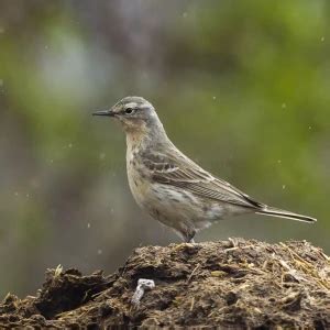 Water pipit - Facts, Diet, Habitat & Pictures on Animalia.bio