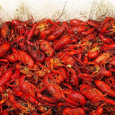 Take A Look Inside Louisianas Largest Crawfish Farm — Louisiana Farm