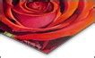 Carmine Red Rose Robert C Murray Ii Paintings Prints Flowers