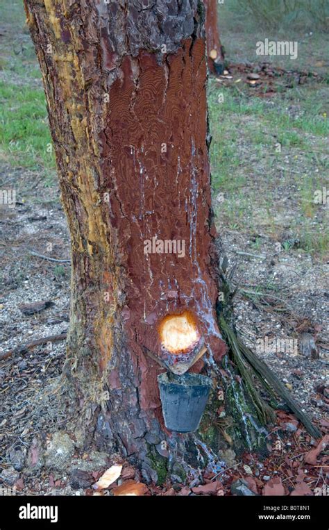 Pine Tree Resin Collection Spain Stock Photo Alamy