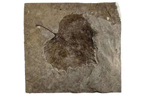 Fossil Sycamore Leaf Platanus Nebraska For Sale