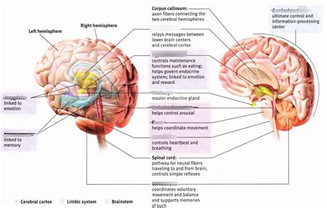 Brain Structures And Their Functions Diagram Quizlet