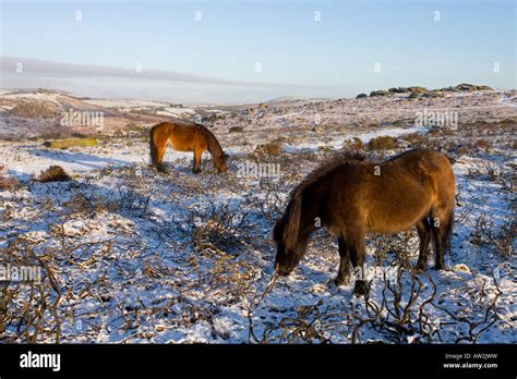 Dartmoor Ponies Winter Uk Hi Res Stock Photography And Images Alamy