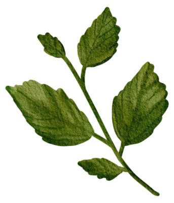 Mint Leaf PNGs for Free Download