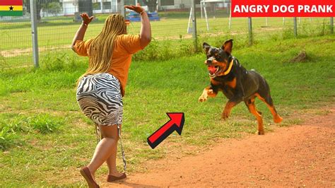 😂😂😂 Run For Your Life Angry Dog Prank Youtube