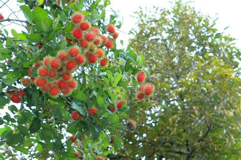 Tropical fruit, Rambutan on tree 10448100 Stock Photo at Vecteezy