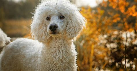 Poodle confira 5 curiosidades sobre uma das raças mais amadas do país