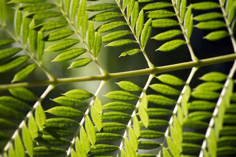 Identifying Trees With Pinnately Compound Leaves