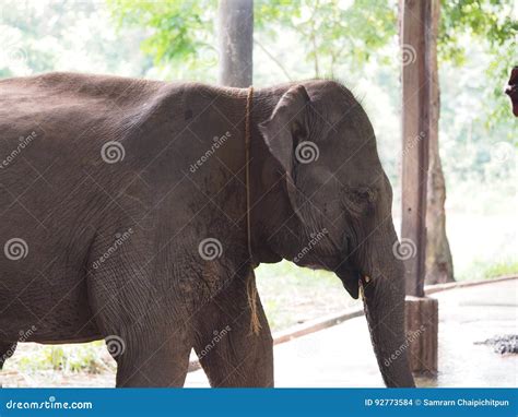 Thai Elephant Stock Photo Image Of Large Nature Animal 92773584