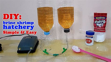 How To Diy Brine Shrimp Hatchery Simple And Easy Yet Very Efficient