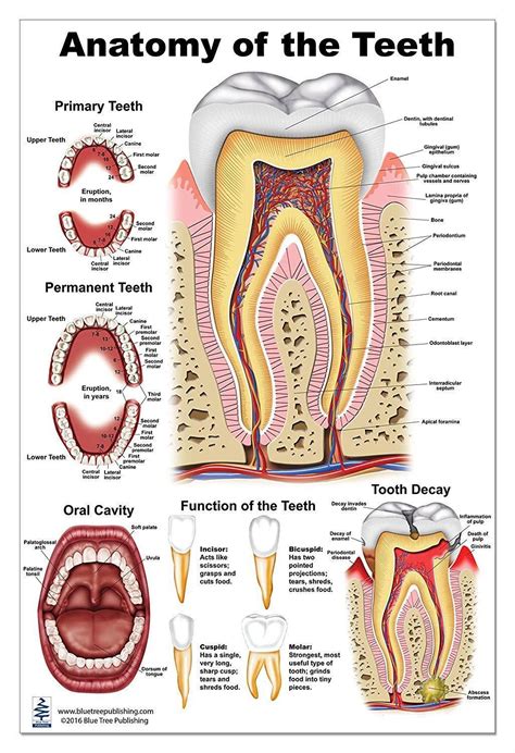 Buy Dental Tooth Poster Large In United States Cartnear In