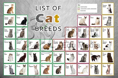 Megawealth (Veterinary Education): Cat Breeds! Very Unique!