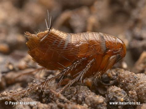 Blecha | Naturfoto.cz