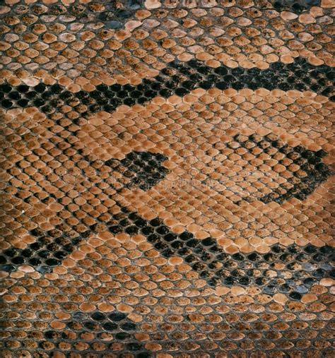 Textura De La Piel De Serpiente Foto De Archivo Imagen De Textil