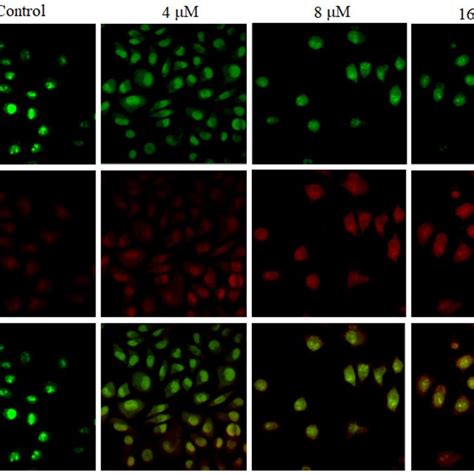 Compound 7l Induced Mcf 7 Cells Apoptosis A Mcf 7 Cells Were Treated