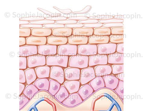 jonction derme épidermiques Archives illustration medicale