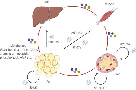 Examples of the role of exosomes and metabolites in the pathogenesis of ... 