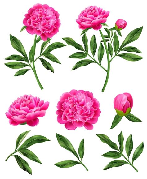 Free Vector Realistic Set Of Pink Peony Flowers And Green Leaves