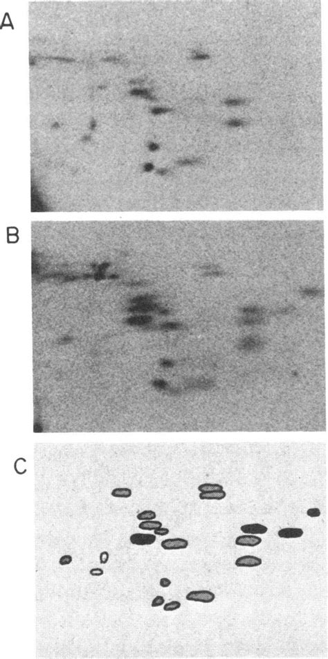 Two Dimensional Analysis Of 35s Methionine Labeled Tryptic Peptides