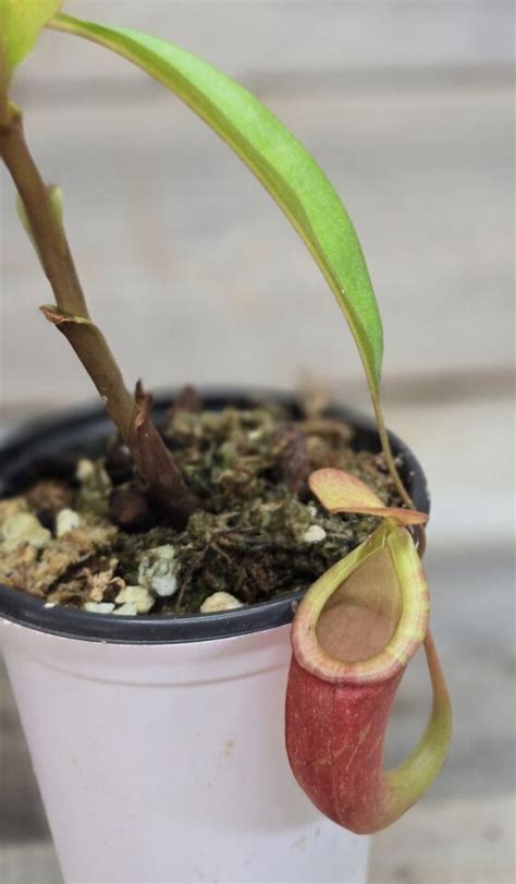 Nepenthes Viking X Ampullaria Red Striped X Sumatrana Sale Ebay