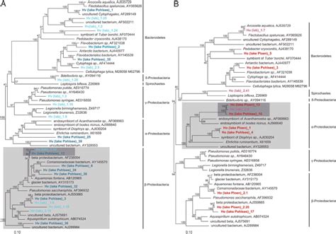 Phylogenetic Position 16s Rrna Gene Sequences Neighbor Joining Tree