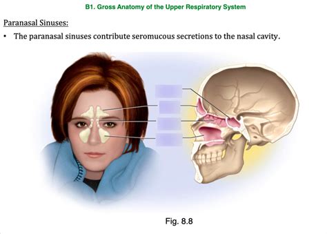 Paranasal Sinuses Diagram Quizlet