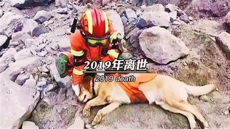 汶川地震中，67名搜救犬全部离世！共计营救206个生命！我们向它们致敬点赞收藏起来！！腾讯视频