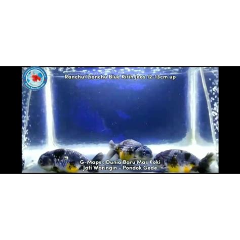 Jual Ikan Mas Koki Ranchu Lionchu Blue Kirin Joos Size Cm Up