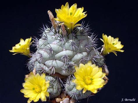 Ortegocactus macdougallii | Суккуленты, Кактус