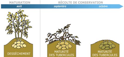 Le Cycle De Développement La Pomme De Terre De Consommation