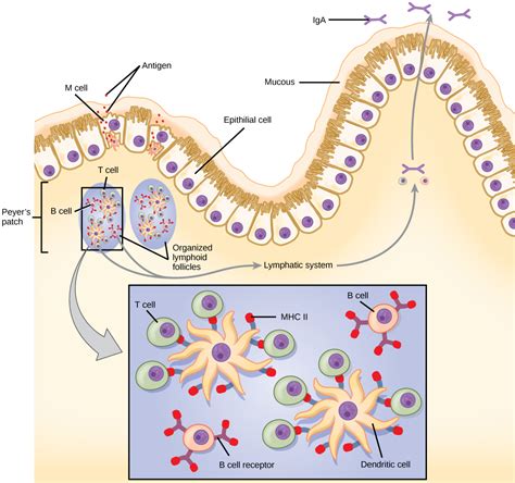 Mucosal Surfaces And Immune Tolerance Biology For Majors Ii