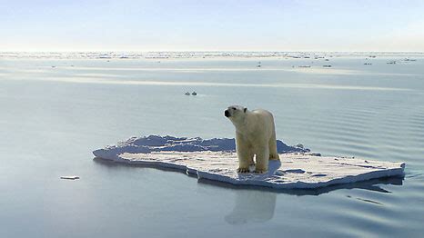 Polar bears hit by twin threats of pollution and climate change