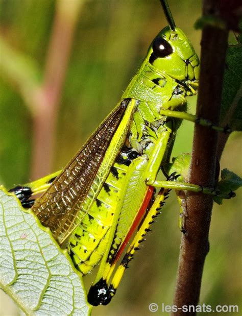 Les Snats Stethophyma grossum Criquet ensanglanté