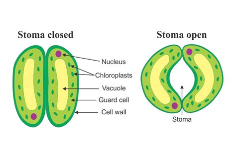 Are Stoma And Stroma The Same Food Stamps