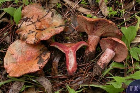 Russulales News Lactarius Vinosus