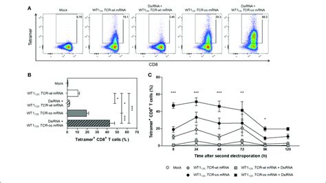 Analysis Of Transgene Wt1 126 Tcr Expression In Human Primary Resting