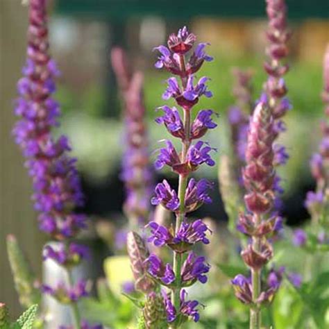 Salvia Nemorosa East Friesland Horsford Gardens And Nursery